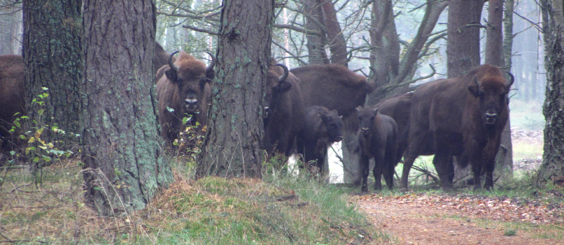 Wisente - Begegnung im Wald