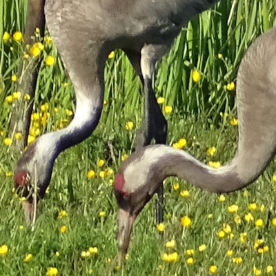 Kranichpaar auf Frühlingswiese