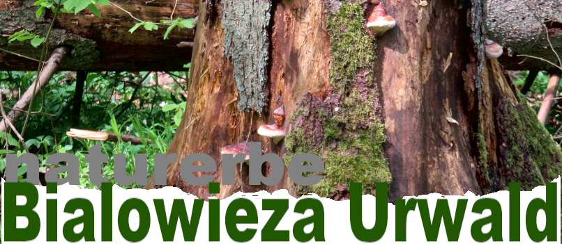 Reise in den Bialowieza Urwald