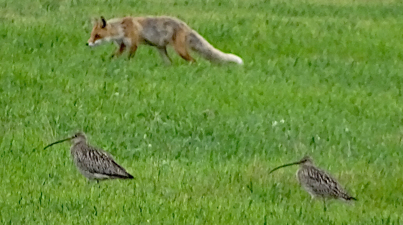 Der Fuchs ist allgegenwärtig im Leben der Grossen Brachvögel