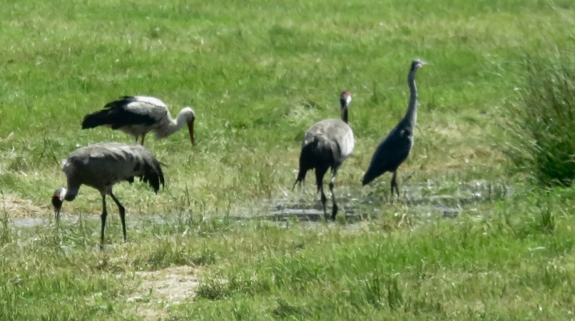 Große Vögel - Kranich, Graureiher, Weissstorch auf einer Wiese