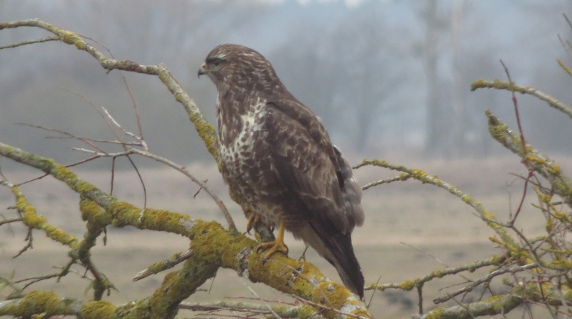 Mäusebussard am Wilden Moor