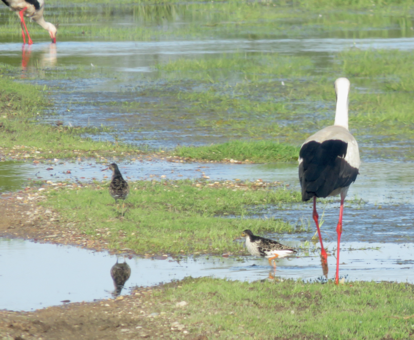 Ein Spaziergang entlang der Biebrza