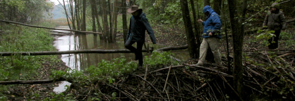 Biberdamm im Naturpark am Stettiner Haff