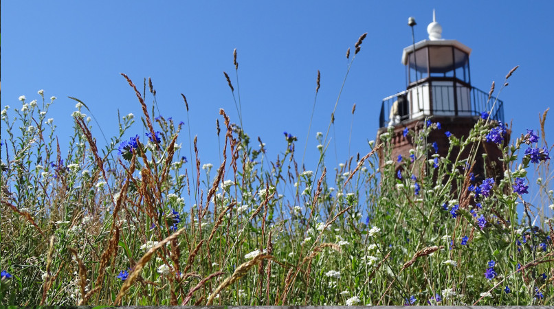 Blumenwiese am Leuchtturm Vente/Litauen