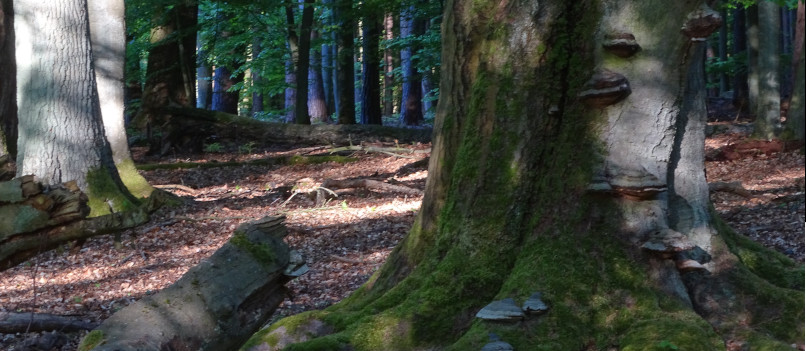 Szenerie im Buchenwald