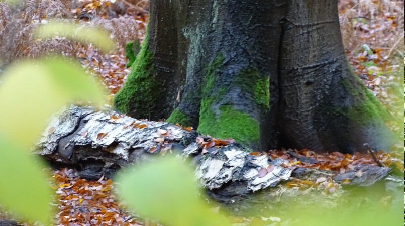 Naturreisen auch in das Weltnaturerbe Buchenwald