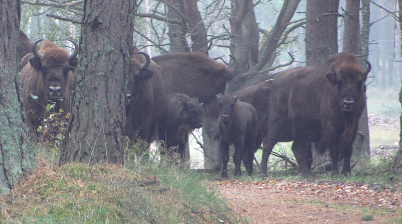 Wisente beobachten in freier Natur in Westpolen