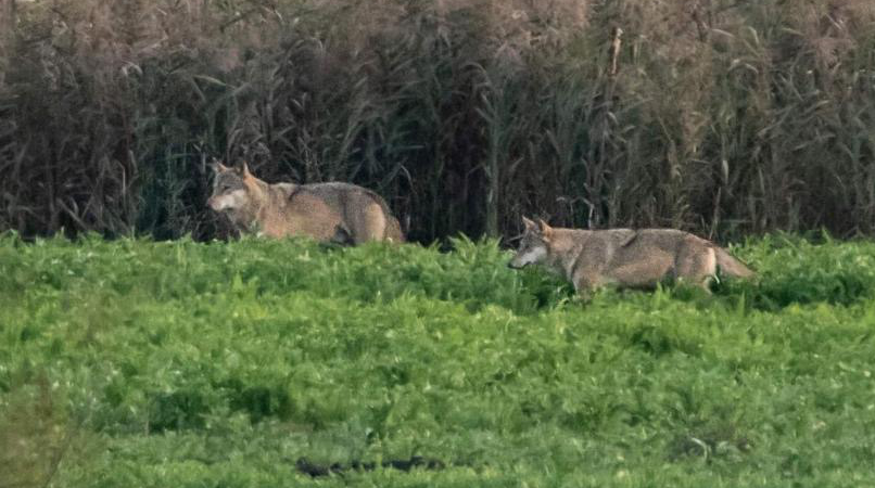 Wolf - Begegnung im pommerschen Seenland