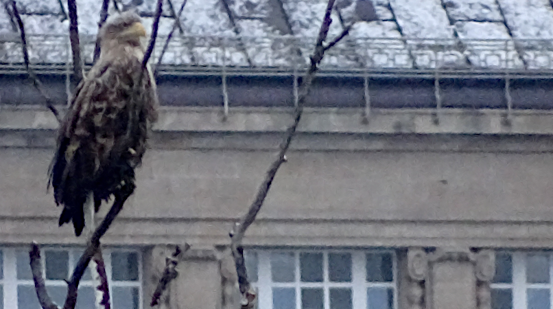 Seeadler vor dem Museum in Szczecin- einst Paul Robiens Arbeitsplatz