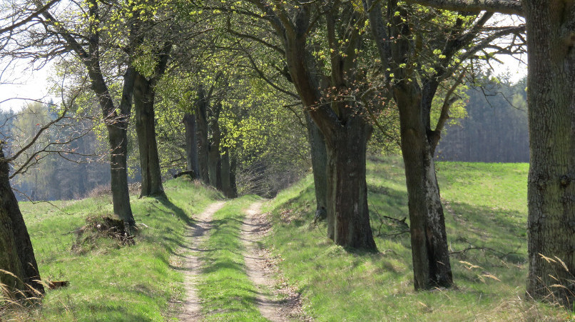 FruehlingsAllee im Nordwesten Polens