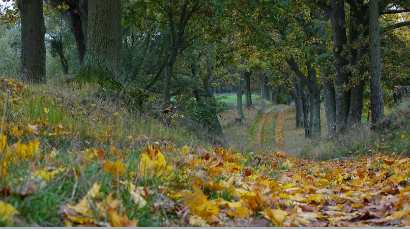 Herbstliche Allee im Nordwesten Polens